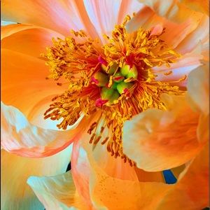 Meet your Posher, Geri